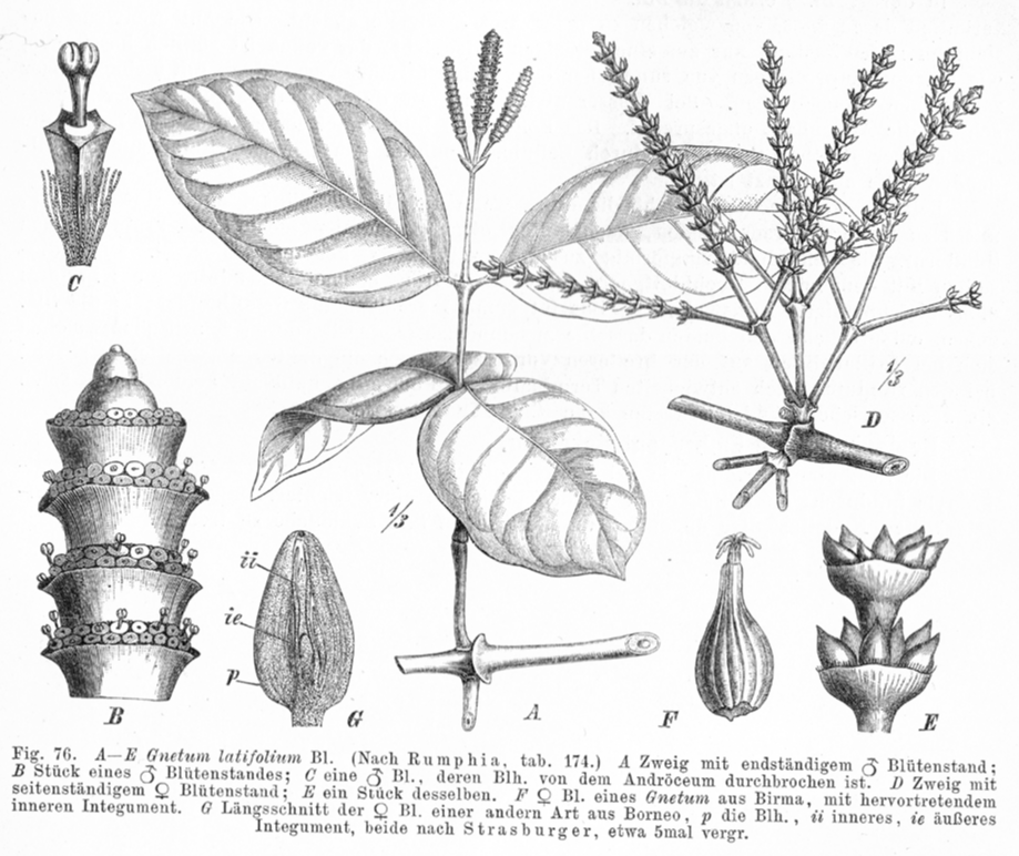 Gnetaceae Gnetum latifolium