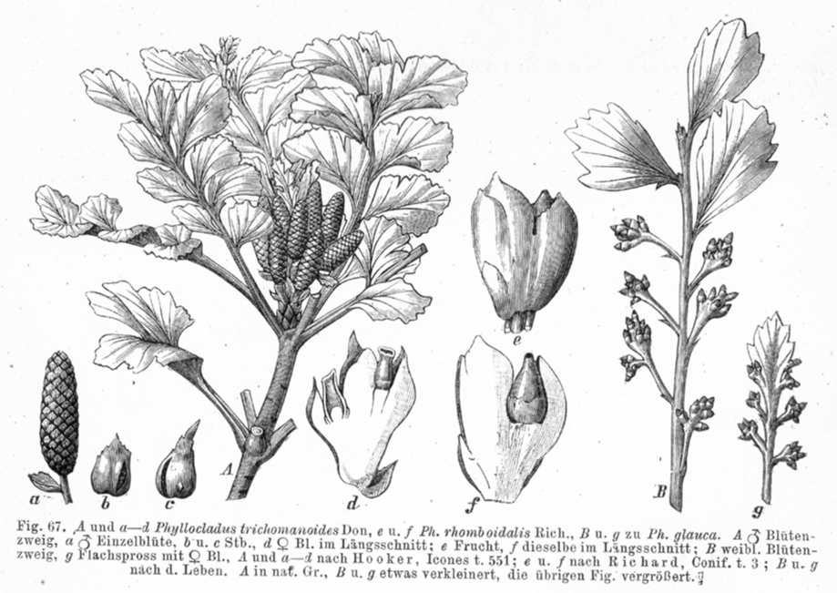 Podocarpaceae Phyllocladus trichomanoides