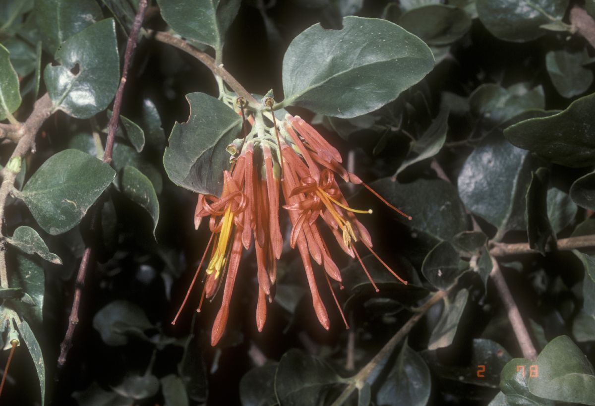 Loranthaceae Tristerix corymbosus