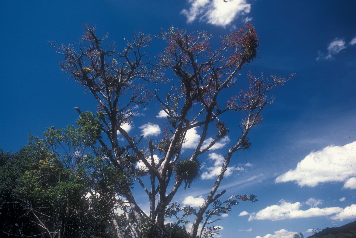 Loranthaceae Psittacanthus 