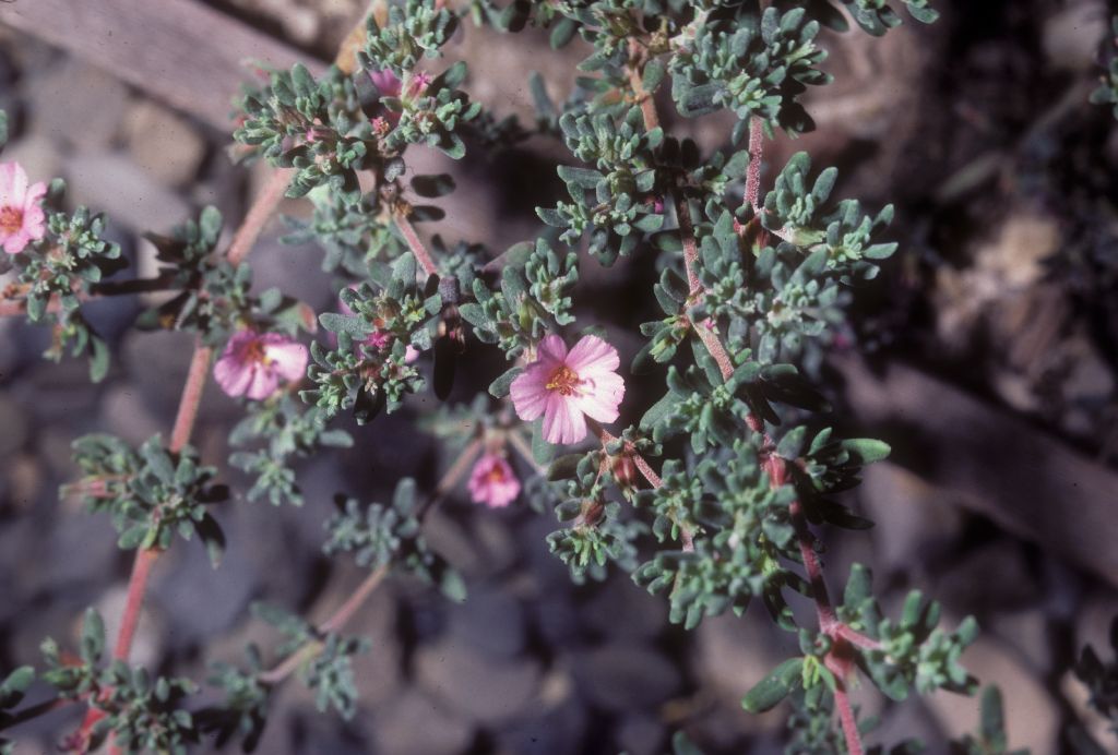 Frankeniaceae Frankenia 