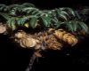image of Melianthus comosus