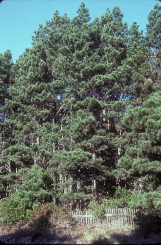 Pinaceae Pinus muricata