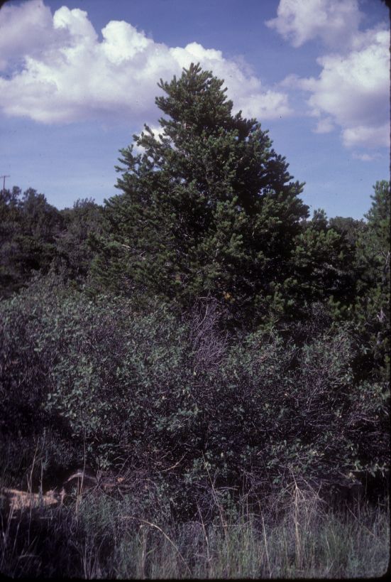 Pinaceae Pinus edulis