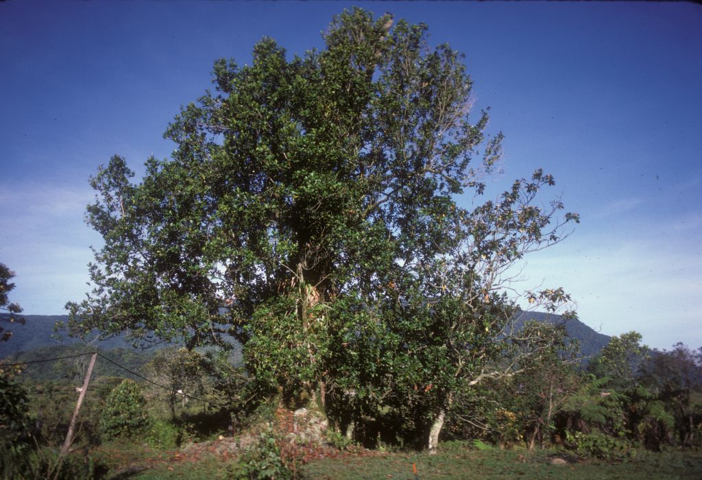 Fagaceae Trigonobalanus excelsa