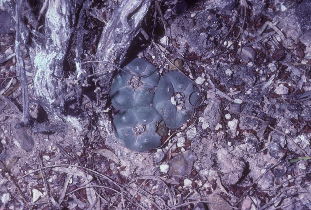Cactaceae Lophophora williamsii