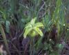image of Sarracenia flava