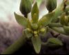 image of Persea americana