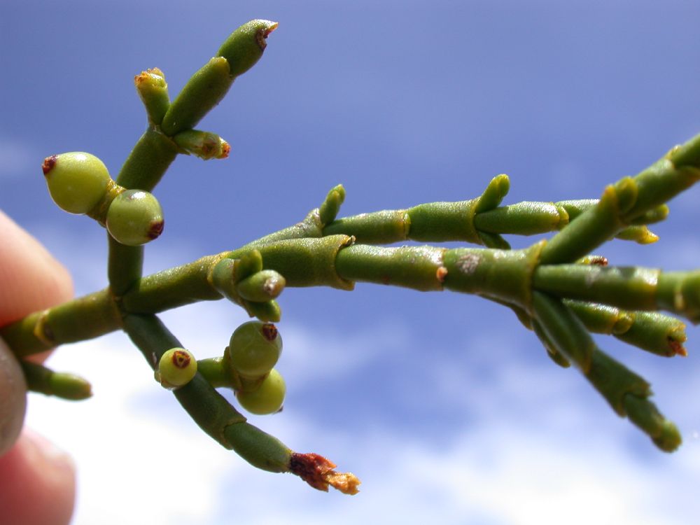 Viscaceae Phoradendron juniperinum