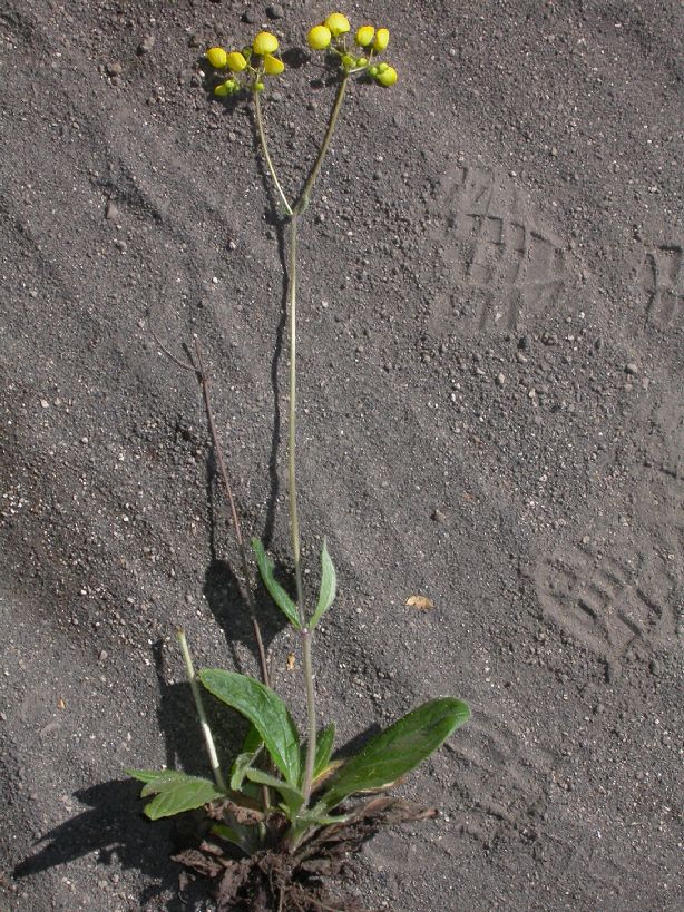 Calceolariaceae Calceolaria polyrrhiza