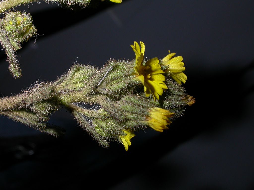 Asteraceae Madia sativa