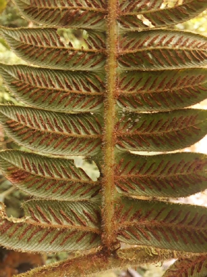 Athyriaceae Diplazium immensum