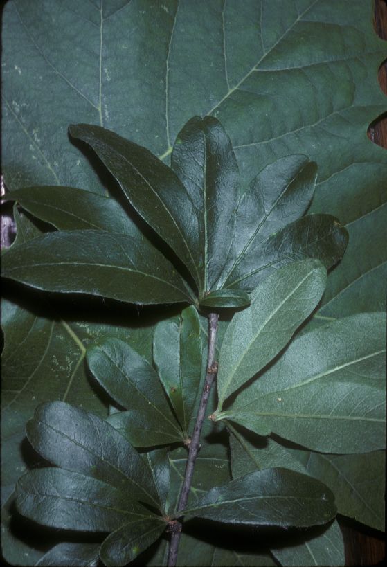 Sapotaceae Bumelia lanuginosa