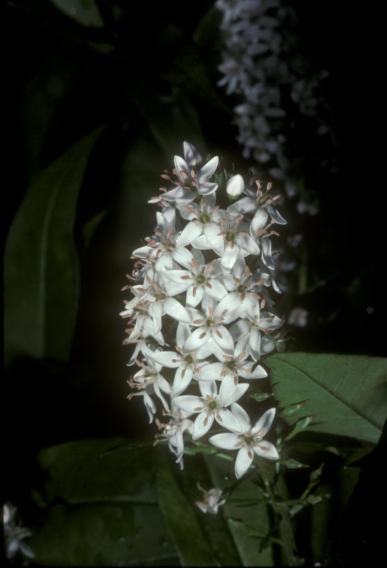 Primulaceae Lysimachia clethroides