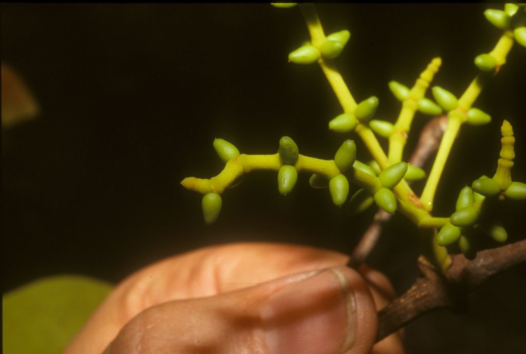 Gnetaceae Gnetum nodiflorum