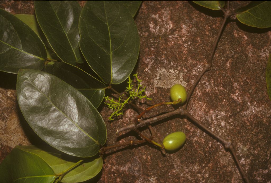 Gnetaceae Gnetum nodiflorum