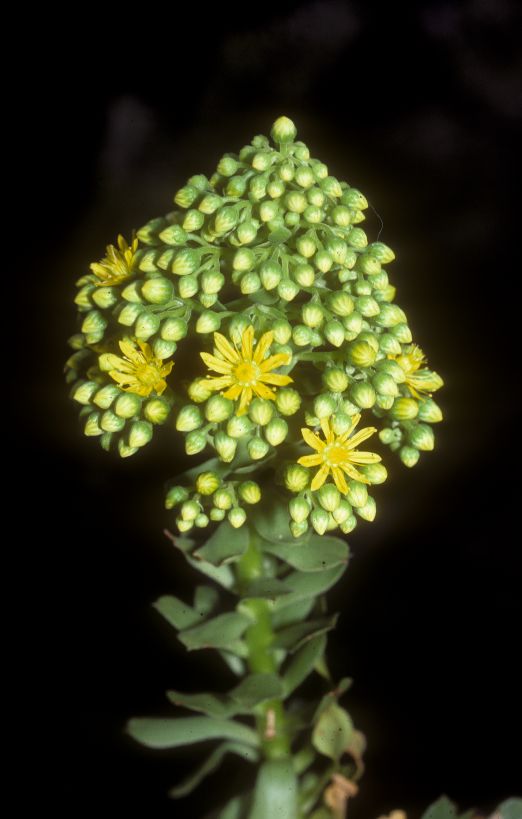 Crassulaceae Aeonium 