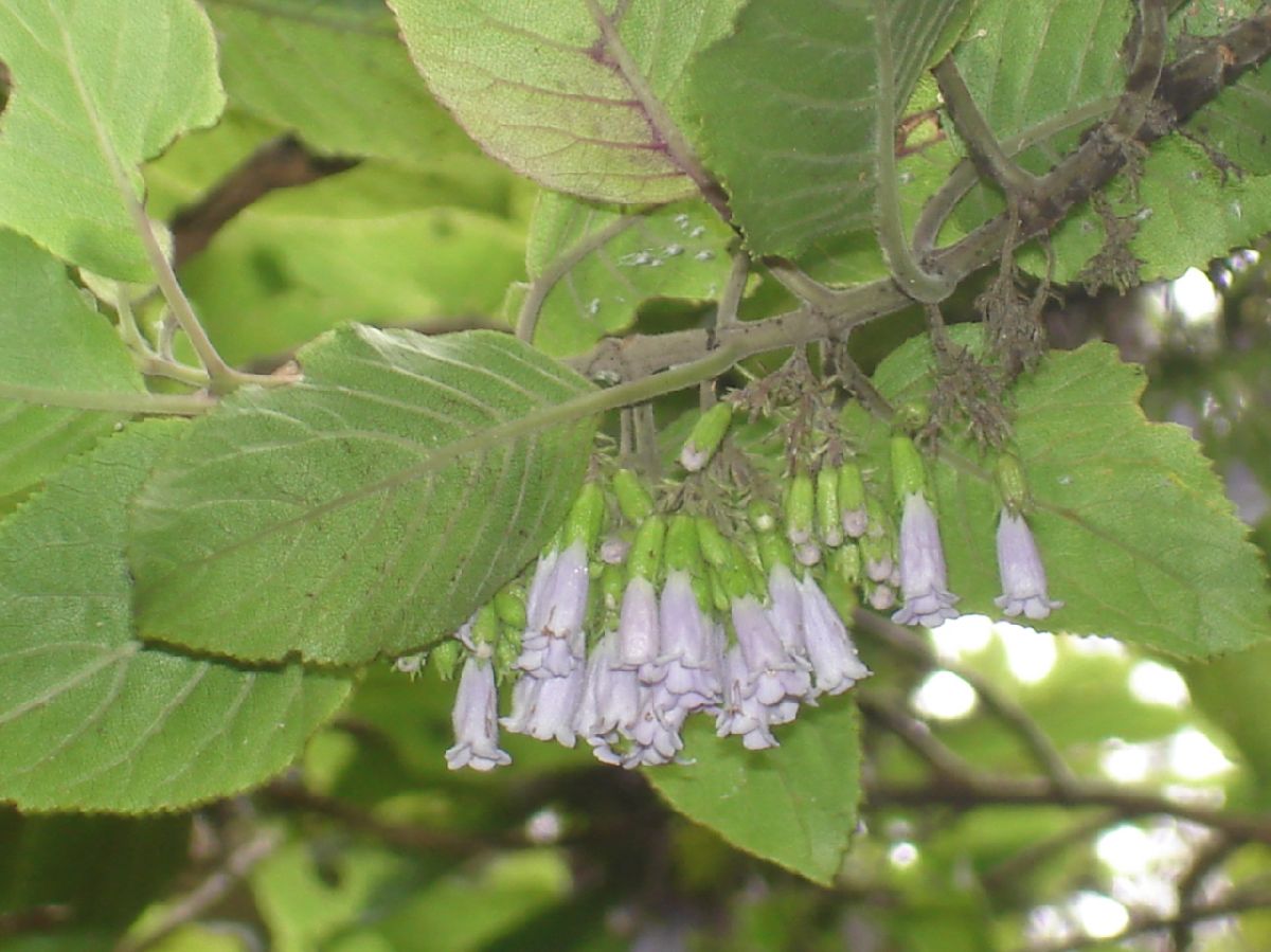 Lamiaceae Cuminia eriantha