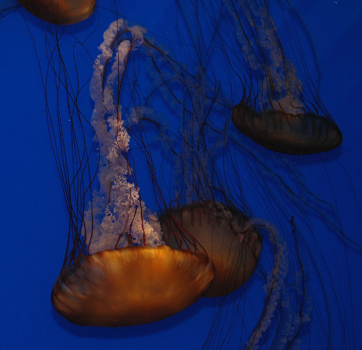  Chrysaora fuscescens