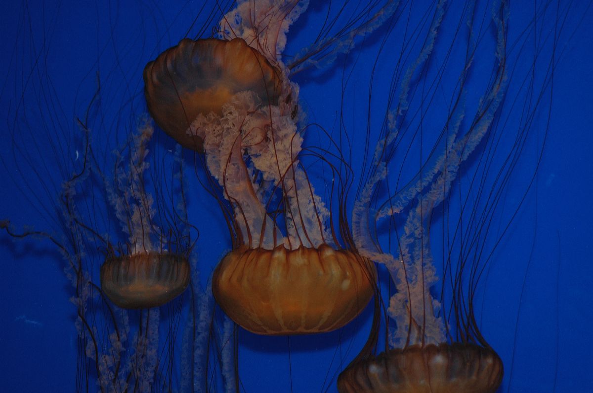  Chrysaora fuscescens