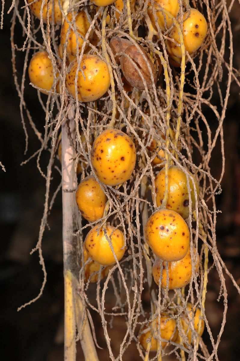 Arecaceae Brahea armata