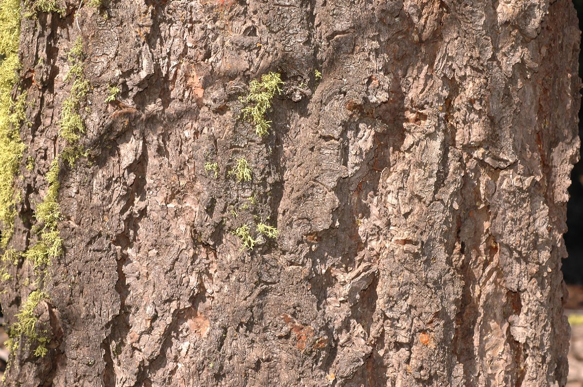 Pinaceae Abies concolor
