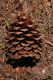 image of Pinus jeffreyi