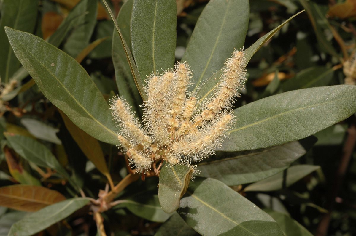 Fagaceae Chrysolepis sempervirens