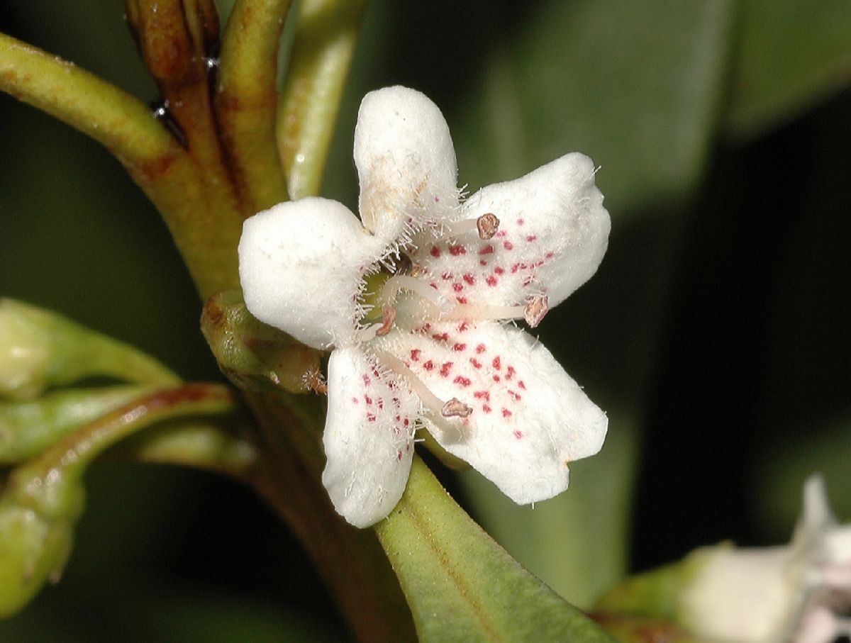 Scrophulariaceae Myoporum laevigatum