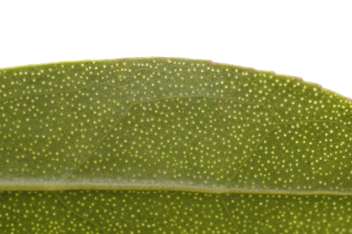 Scrophulariaceae Myoporum laevigatum