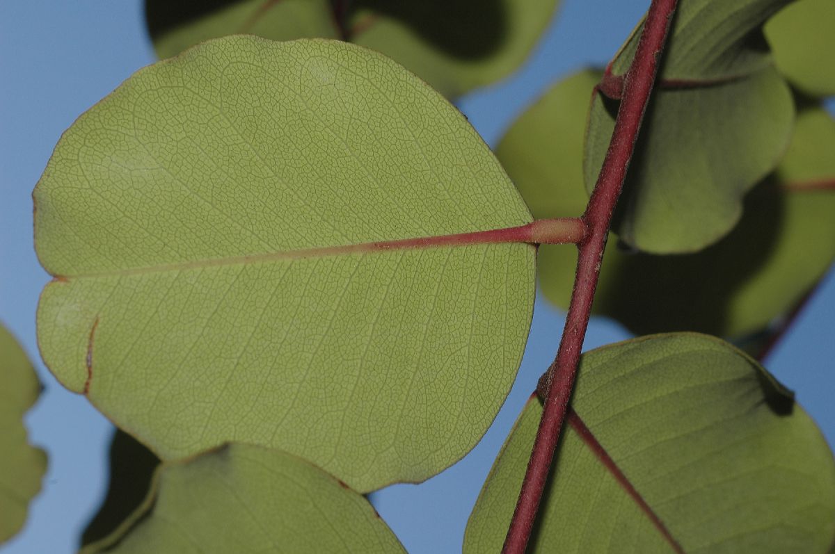 Fabaceae Ceratonia siliqua