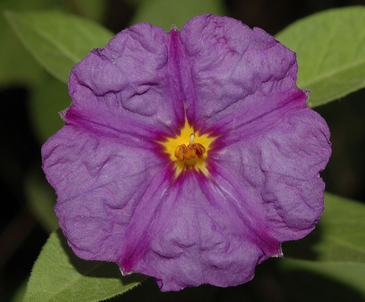 Solanaceae Solanum rantonnettii