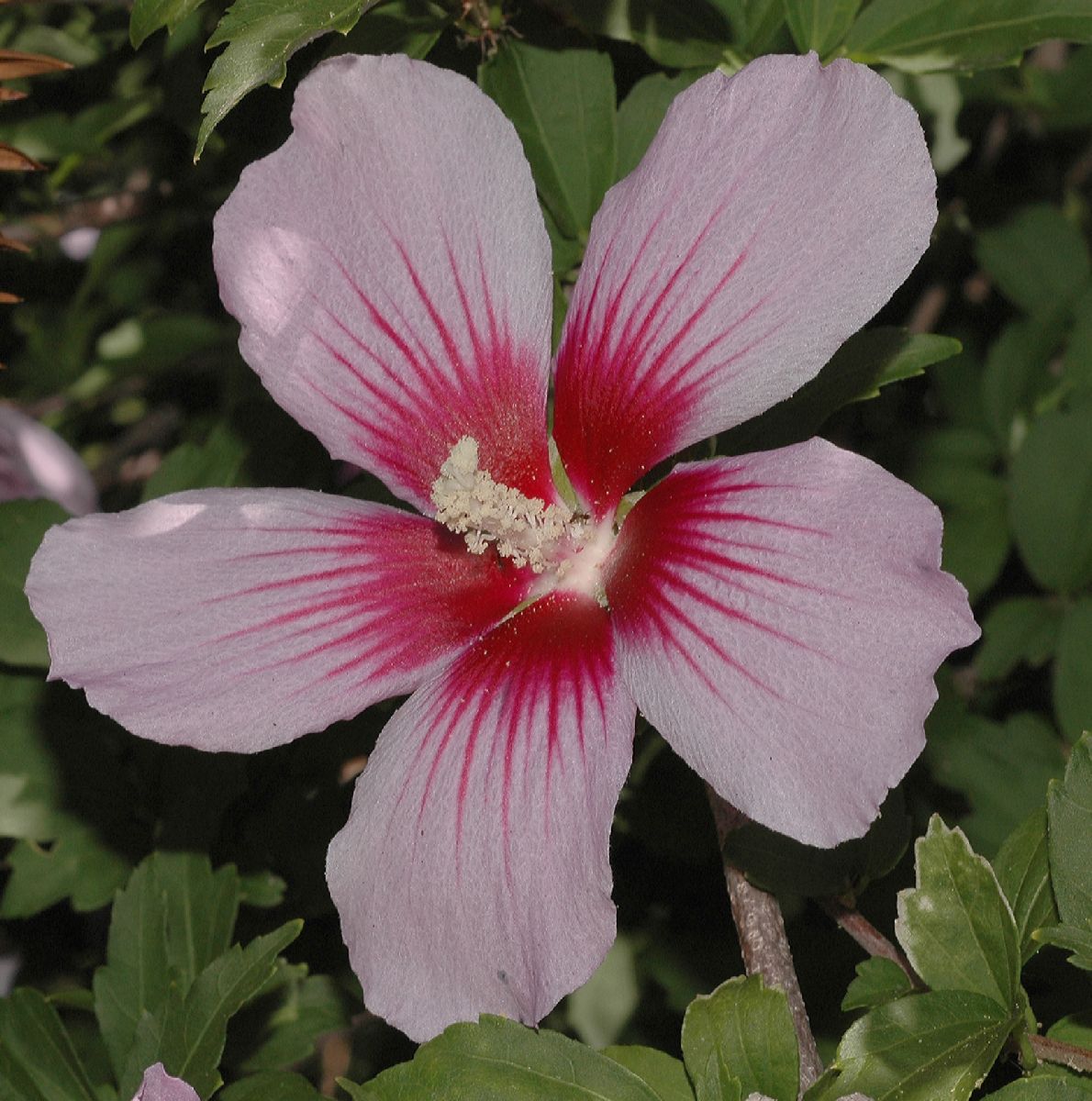Malvaceae Hibiscus syriacus
