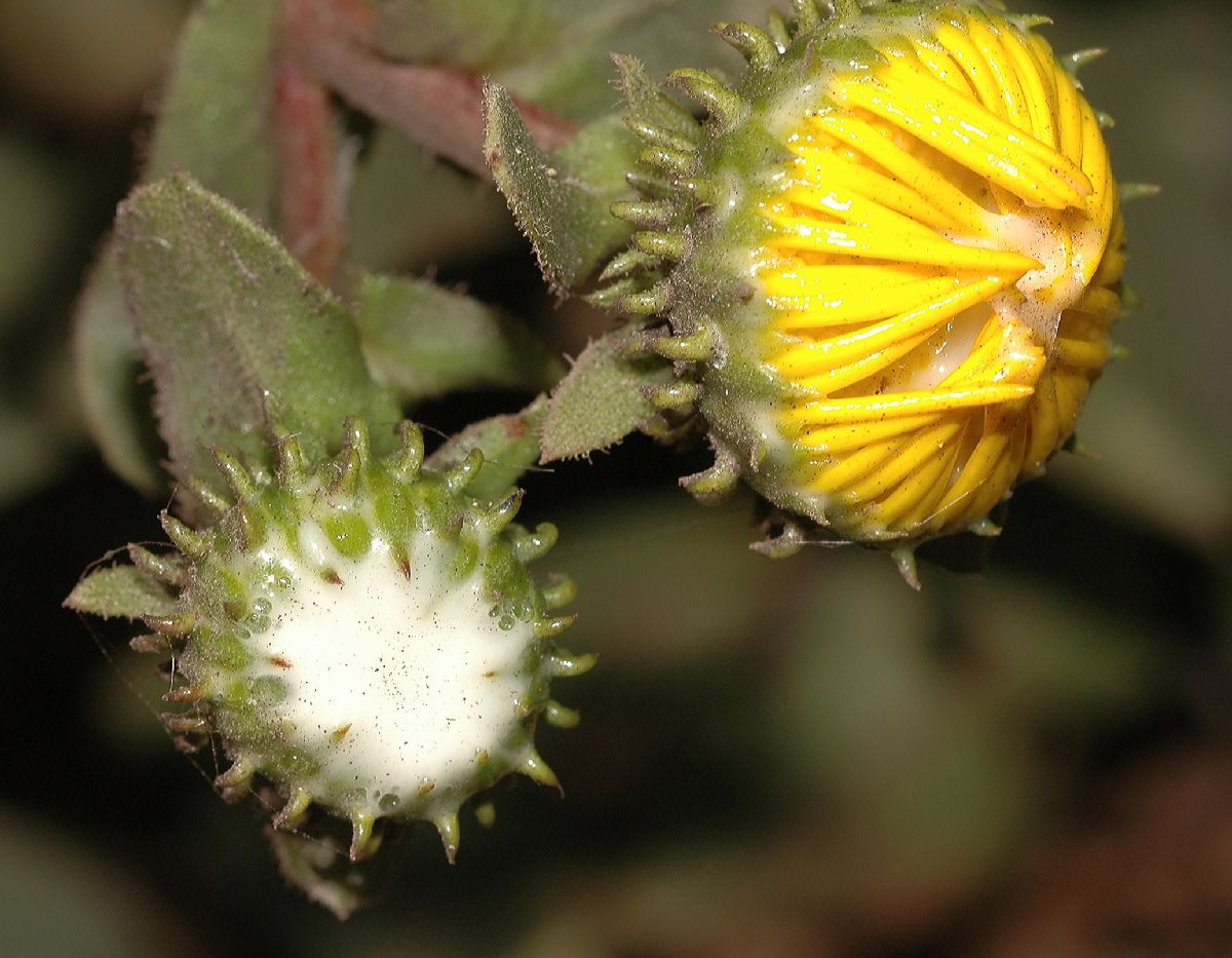 Asteraceae Grindelia 