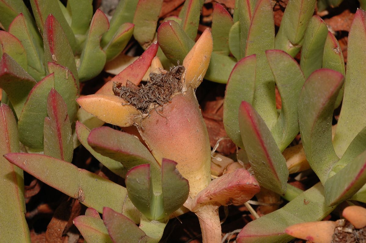 Aizoaceae Carpobrotus 