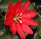 image of Passiflora 