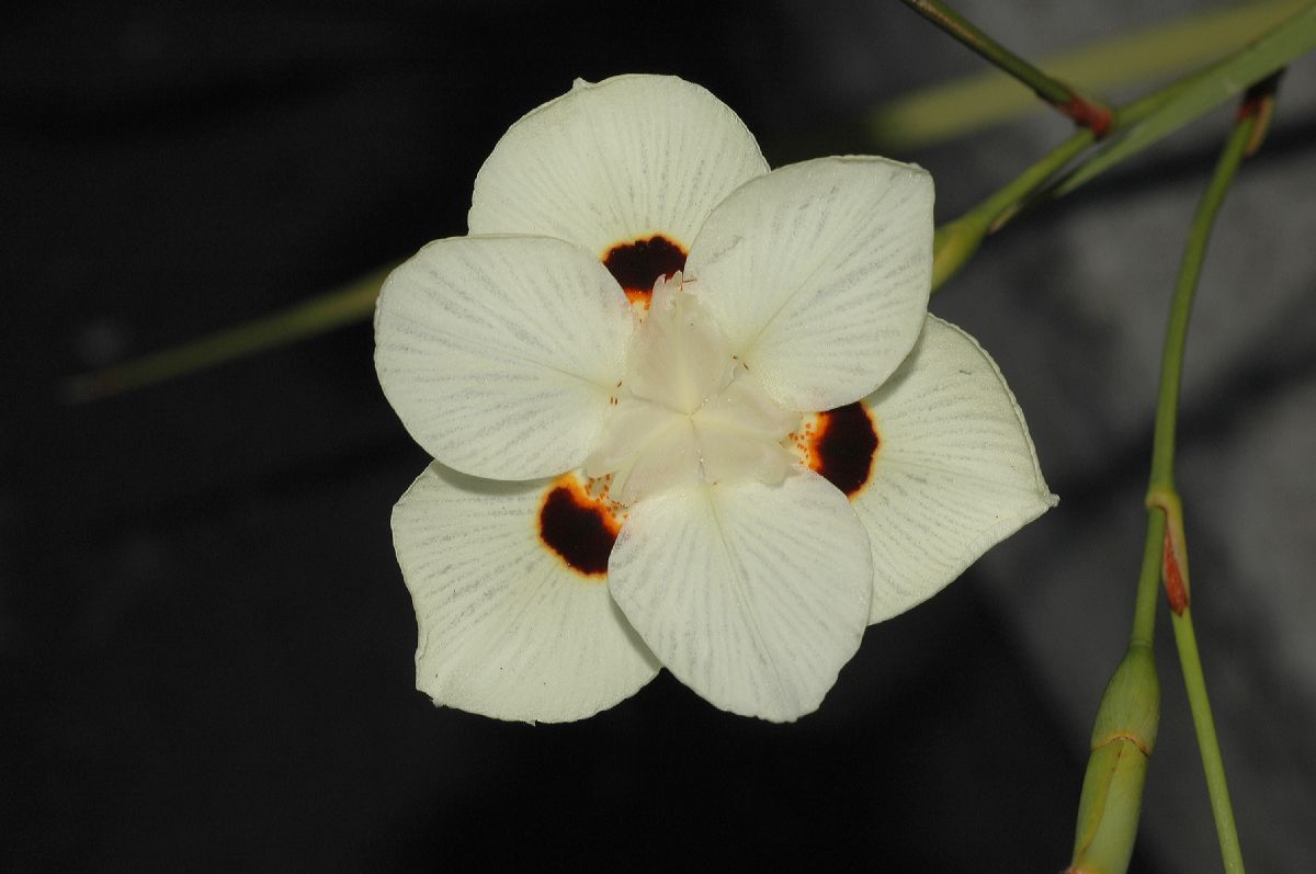 Iridaceae Moraea 