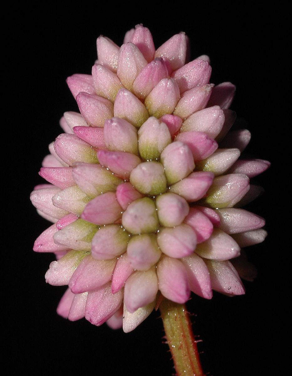 Polygonaceae Polygonum 