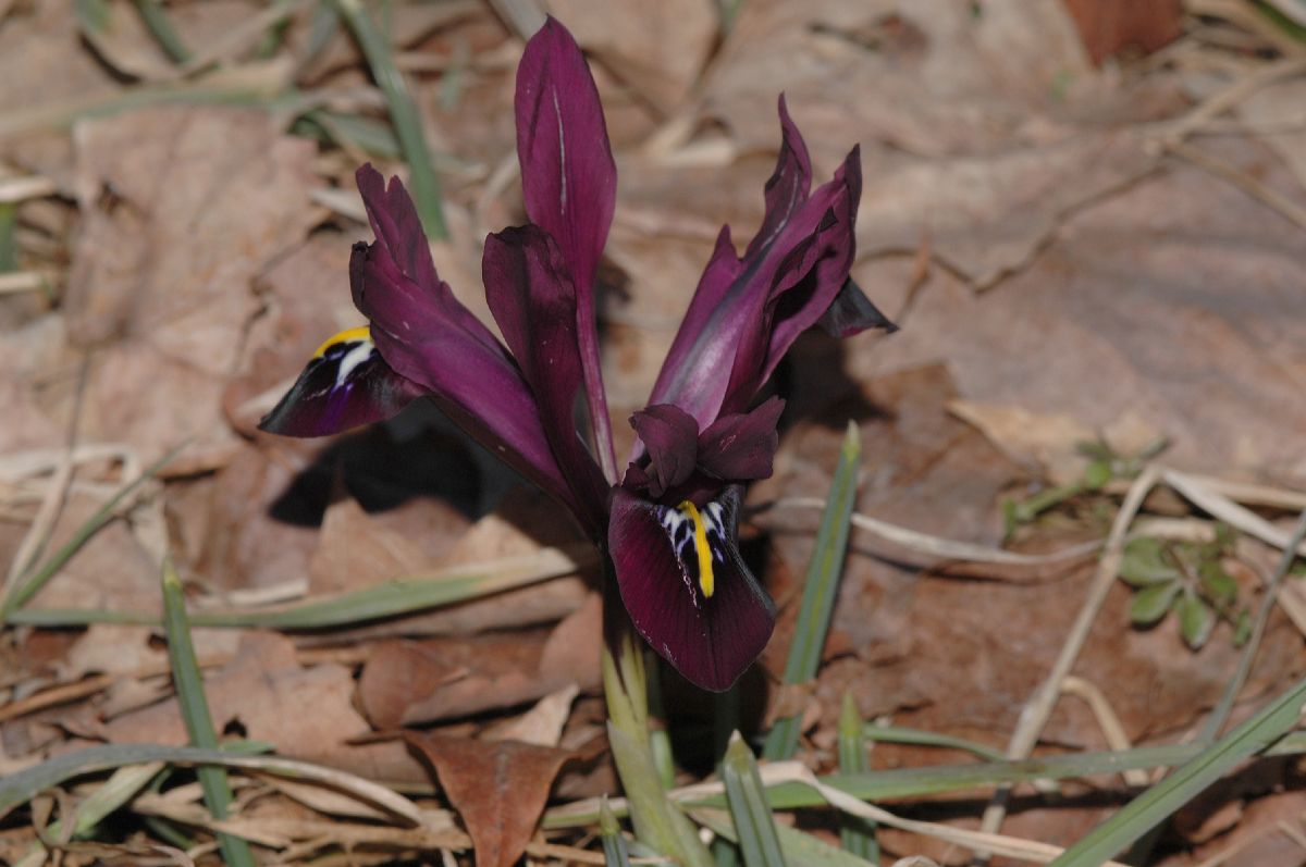 Iridaceae Iris histrioides