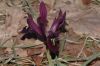 image of Iris histrioides