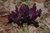 image of Iris histrioides