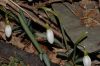image of Galanthus nivalis