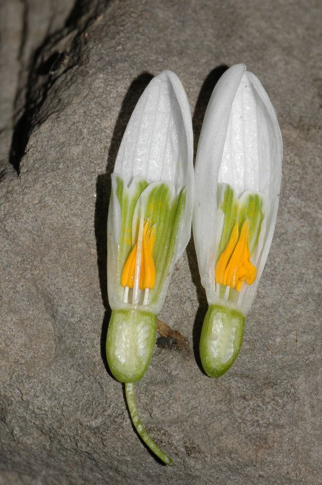 Amaryllidaceae Galanthus nivalis