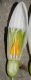 image of Galanthus nivalis