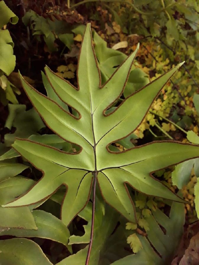 Pteridaceae Doryopteris palmata