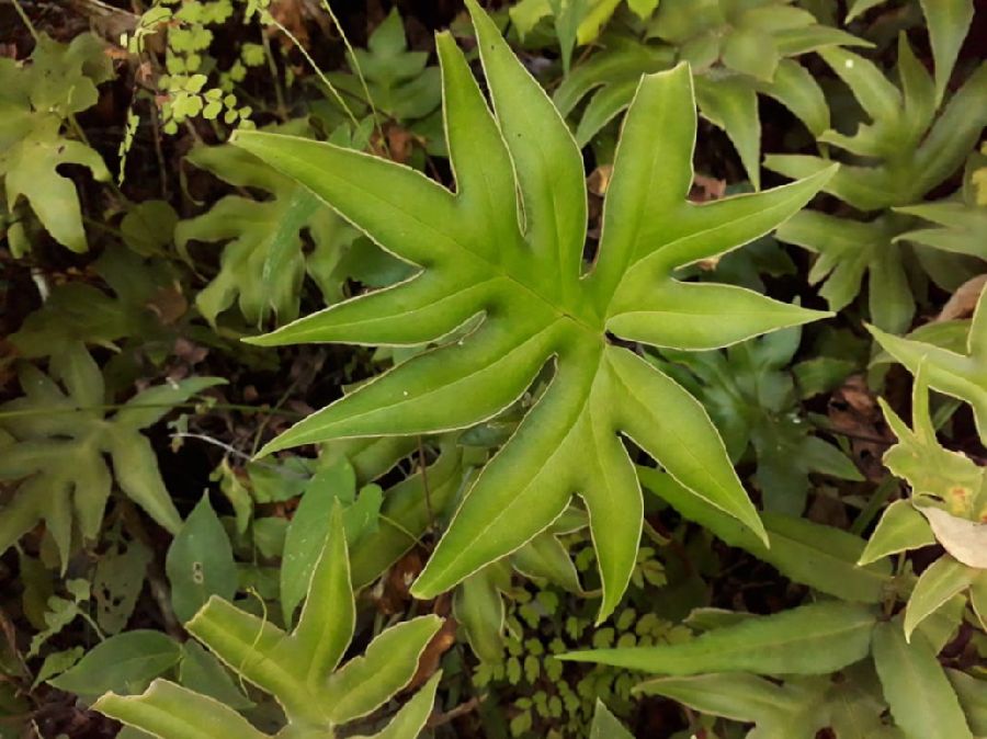 Pteridaceae Doryopteris palmata