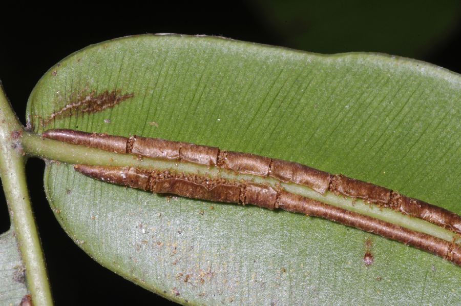Blechnaceae Salpichlaena volubilis