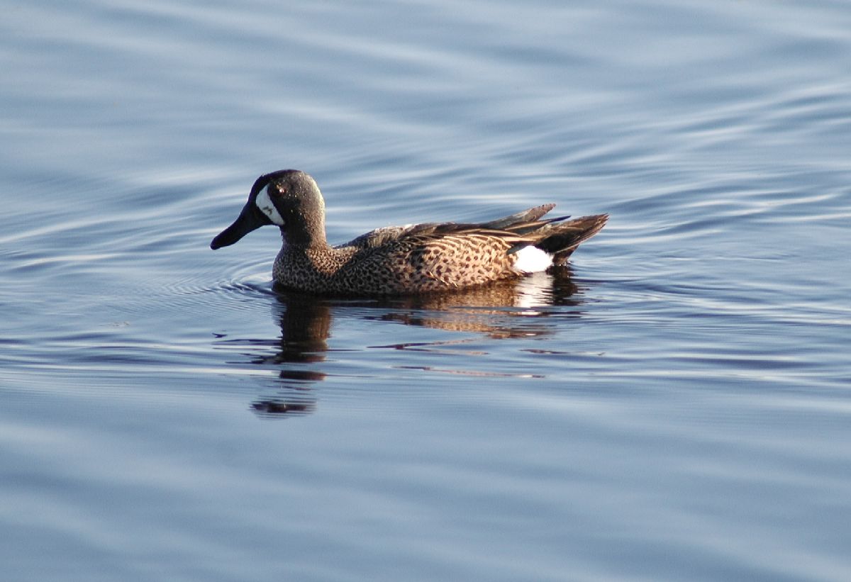 Anatidae Anas discors