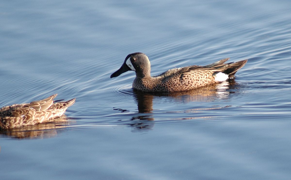 Anatidae Anas discors