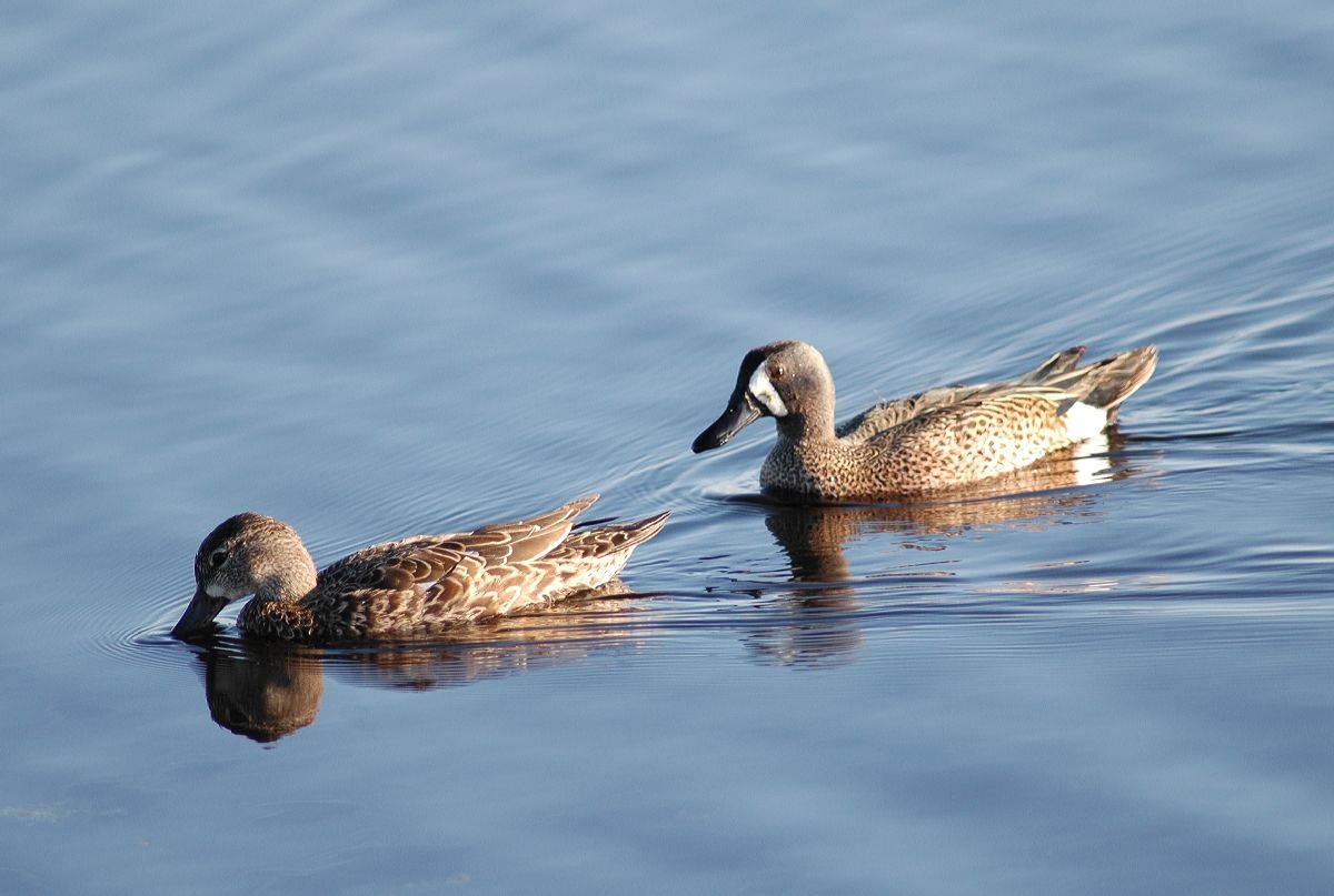 Anatidae Anas discors